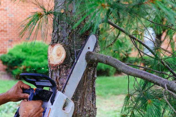 Large Tree Removal in Mabton, WA